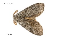 藏品(臺灣麗毒蛾)的圖片